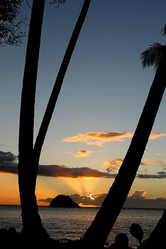 Silhouetted Palm Trees Framing Tropical Sunset Over Ocean