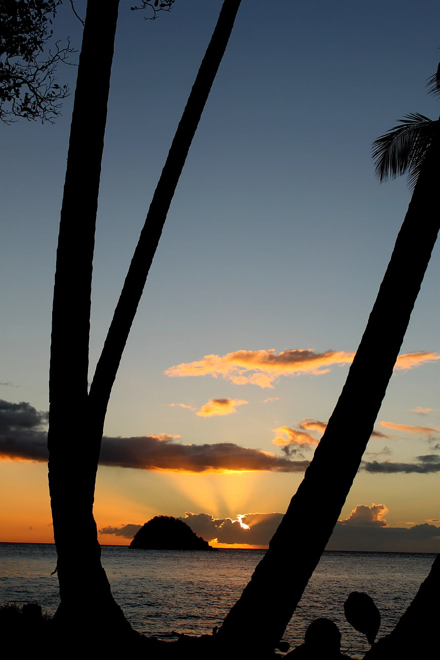 Silhouetted Palm Trees Framing Tropical Sunset Over Ocean