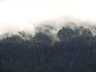 Misty mountain forest landscape with fog rolling over trees