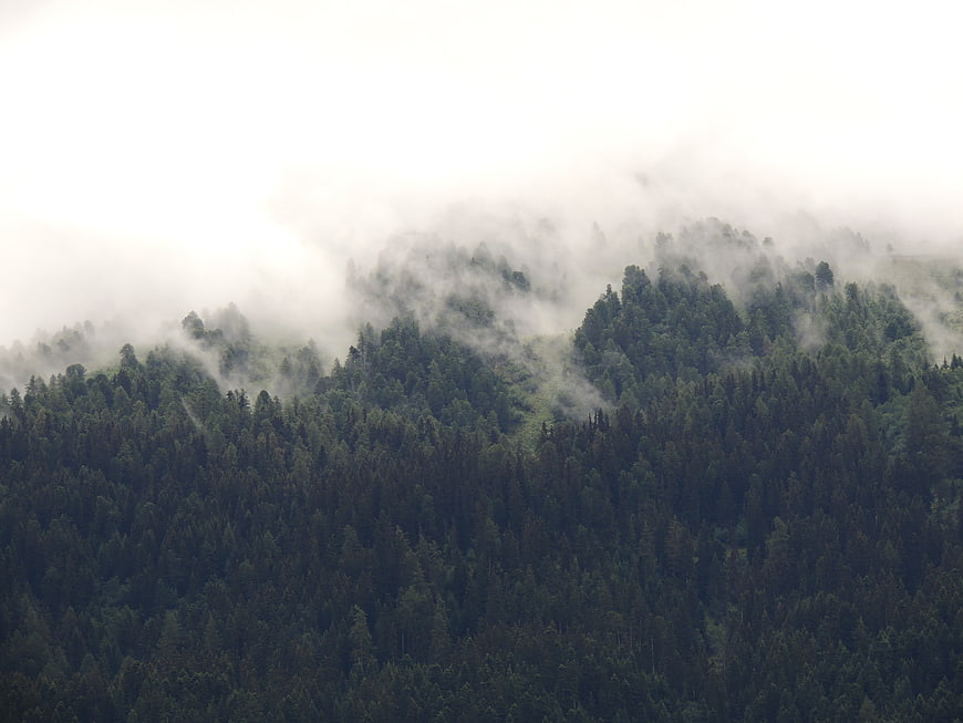 Misty mountain forest landscape with fog rolling over trees