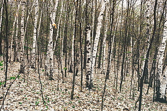 Dense birch forest with white bark and leaf-covered ground