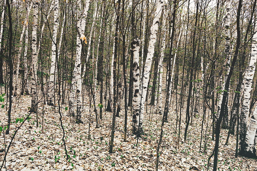 Dense birch forest with white bark and leaf-covered ground