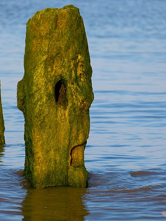 Weathered Mossy Wooden Post Standing in Calm Blue Water