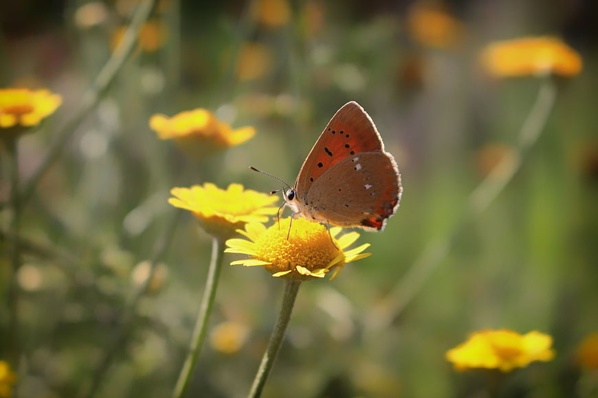 Orange butterfly on yellow flower in sunny meadow