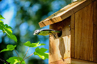 Great Tit Bird Feeding Chicks in Wooden Birdhouse