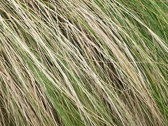 Close-up texture of dry and green grass blades