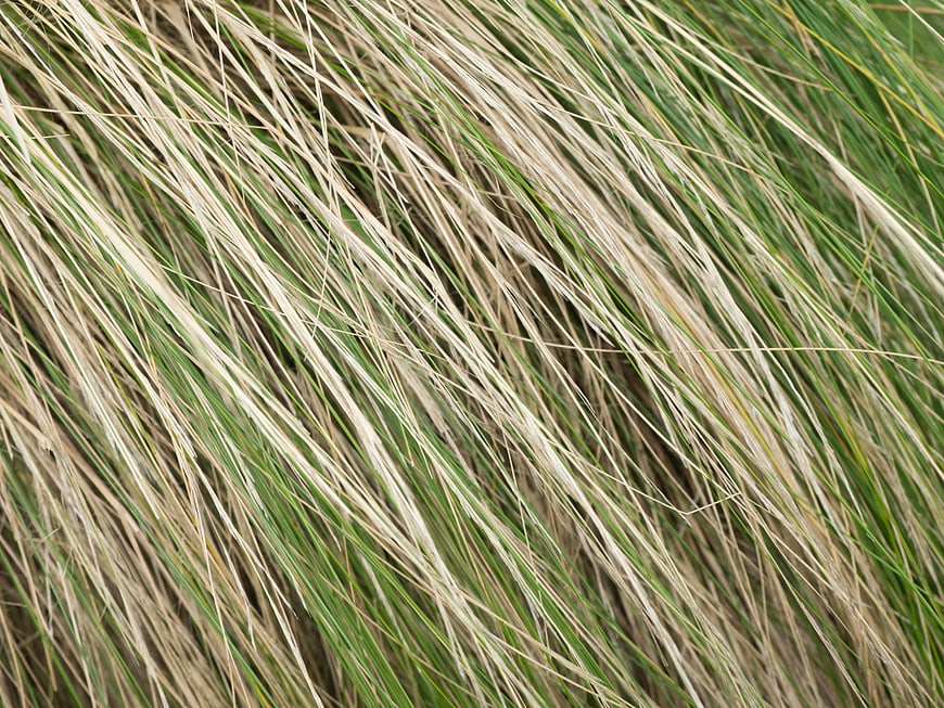 Close-up texture of dry and green grass blades