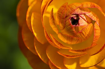 Close-Up Orange Ranunculus Flower Backlit with Yellow and Red Petals