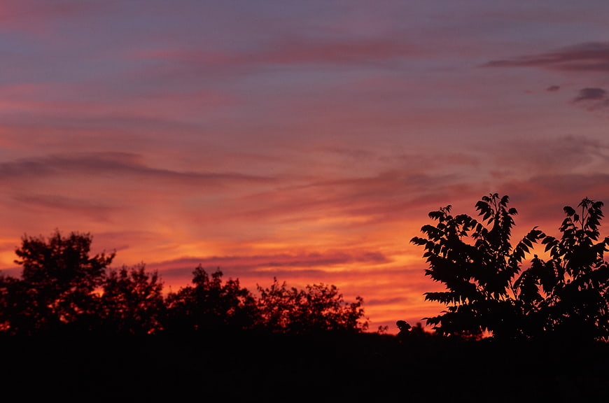 Vibrant Sunset Sky with Silhouetted Trees