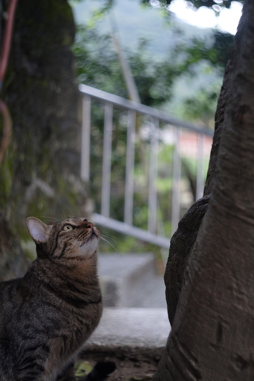 Curious Tabby Cat Looking Up Between Tree Trunks