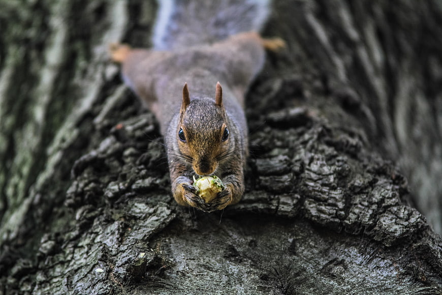 Cute squirrel eating nut on tree trunk