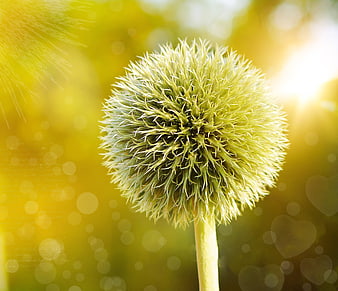 Close-up of Globe Thistle with Golden Bokeh Background