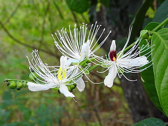 Close-up of White Crape Myrtle Flowers with Green Leaves