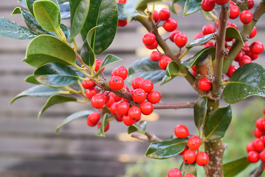 Close-up of vibrant red holly berries on green leaves