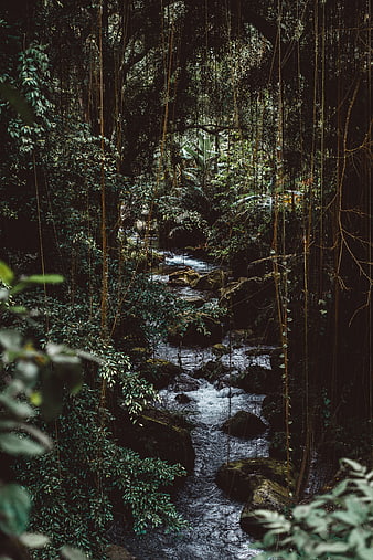 Mysterious Stream Flowing Through Dark Jungle Forest