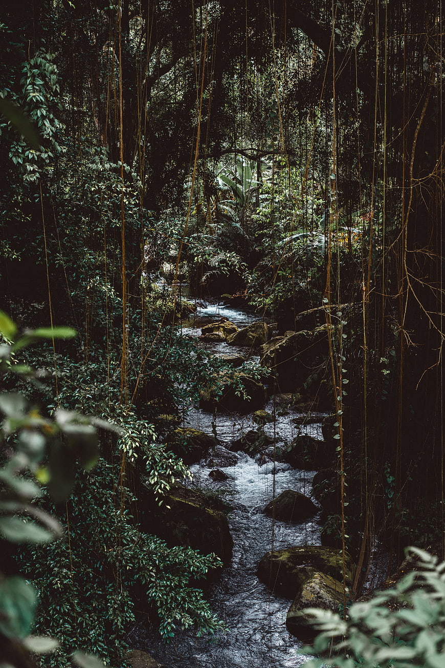 Mysterious Stream Flowing Through Dark Jungle Forest