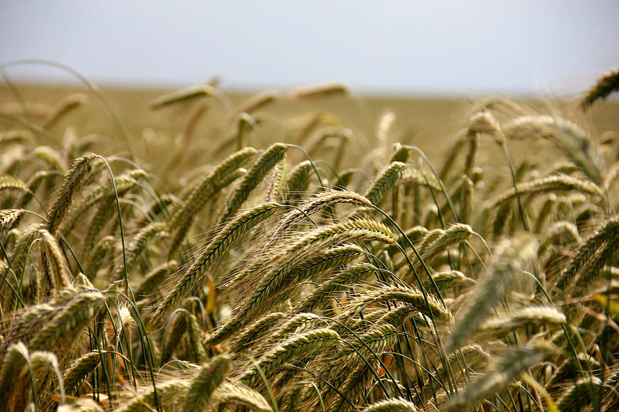 Close-up of ripening wheat field with blurred background