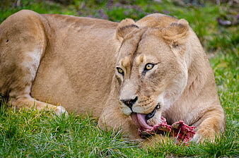Lioness Eating Raw Meat on Green Grass