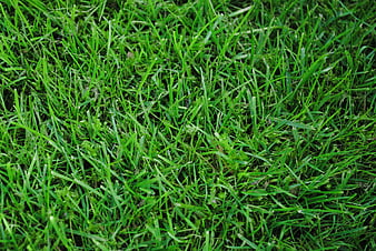 Close-up texture of vibrant green grass lawn background