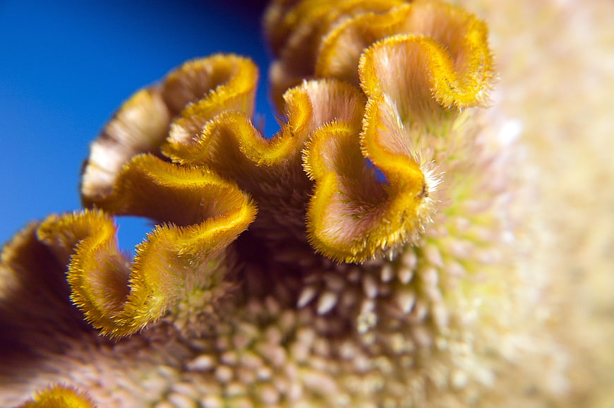 Macro Close-Up of Yellow Cockscomb Flower Texture