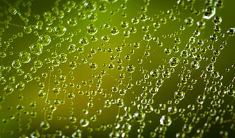 Macro Photography of Dewdrops on a Spider Web