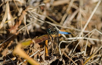 Blue Dragonfly Perched on Dry Grass Stem