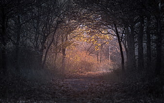 Misty Autumn Forest Path with Golden Sunlight