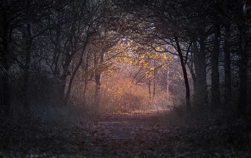 Misty Autumn Forest Path with Golden Sunlight