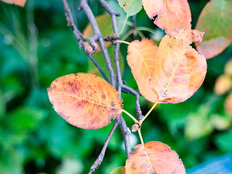 Close-up of orange autumn leaves on a branch