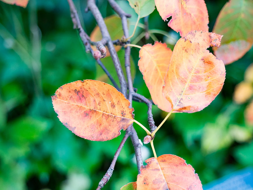 Close-up of orange autumn leaves on a branch