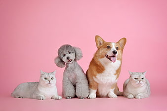 Cute Pet Group Portrait: Corgi, Poodle, and Two Cats on Pink Background