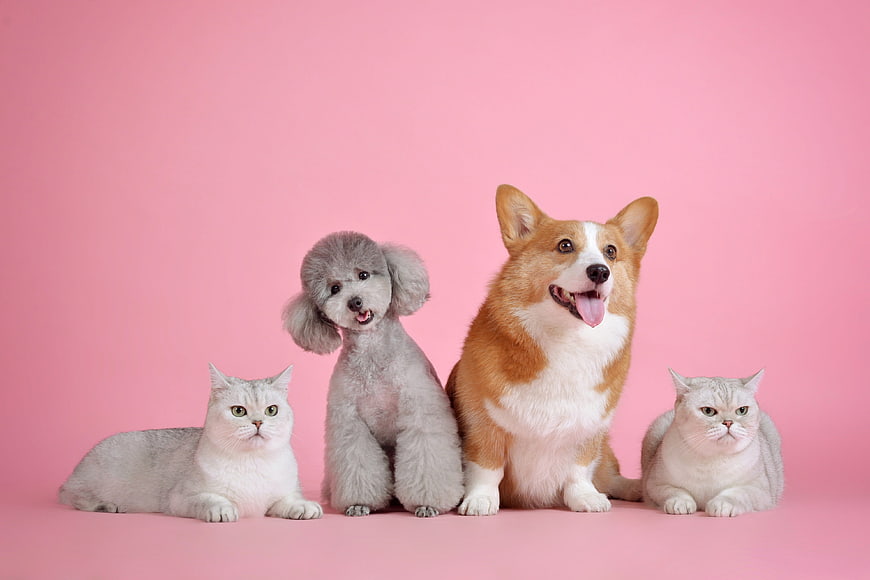 Cute Pet Group Portrait: Corgi, Poodle, and Two Cats on Pink Background