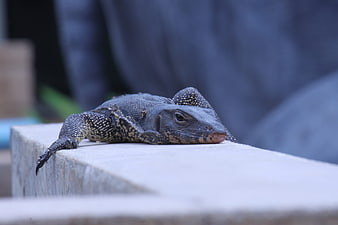 Asian Water Monitor Lizard Resting on Concrete Ledge