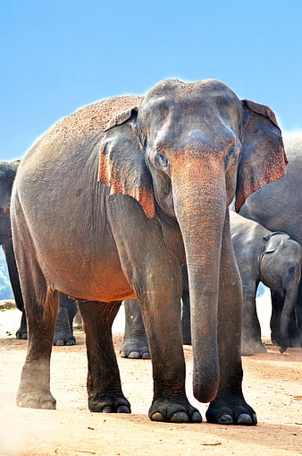 Majestic Asian Elephant with Dusty Skin in Herd