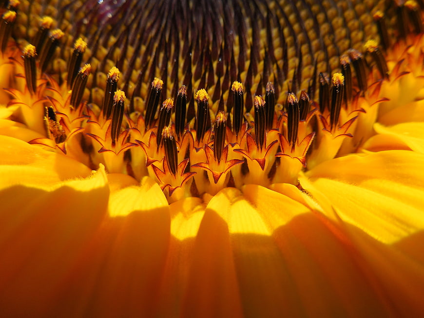 Macro Close-Up of Sunflower Center and Petals