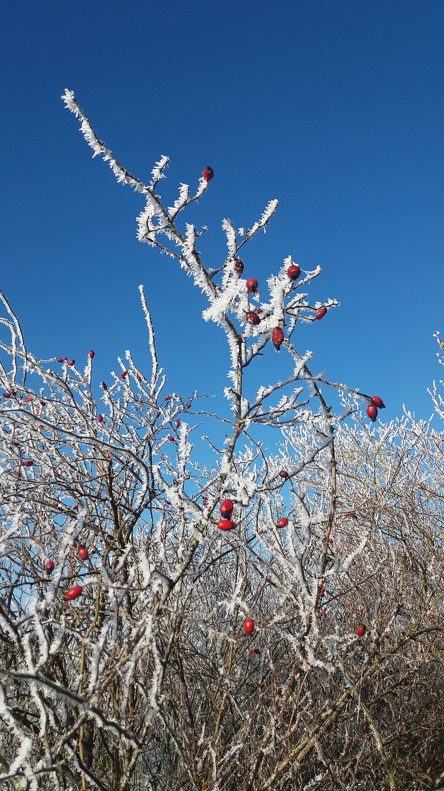 Frosty branches with red berries against blue sky
