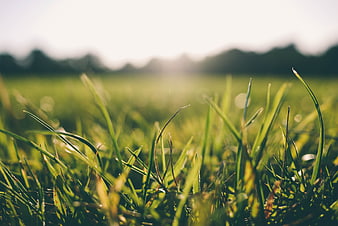 Close-up of green grass blades in a sunlit meadow with soft bokeh background
