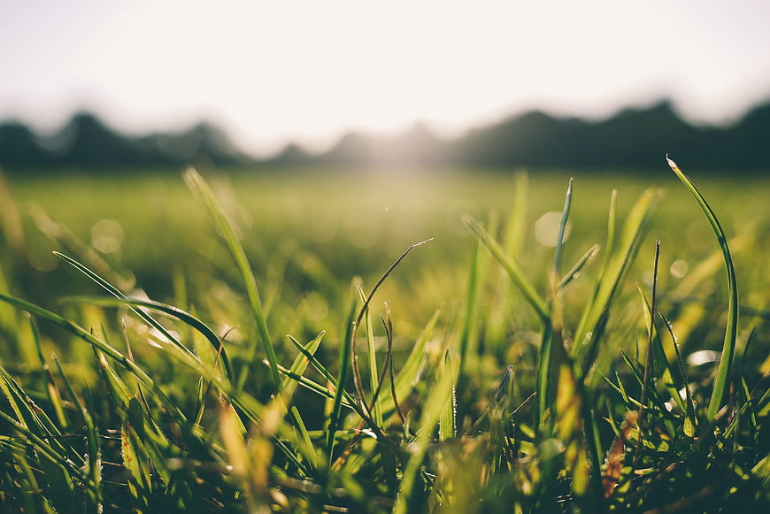 Close-up of green grass blades in a sunlit meadow with soft bokeh background