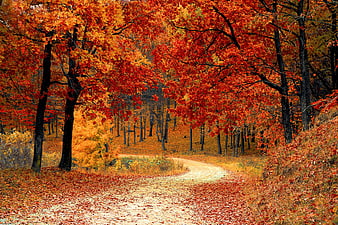 Winding dirt road through vibrant autumn forest with red and orange leaves