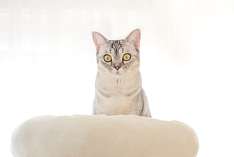 Silver Tabby Cat with Yellow Eyes in White Bed