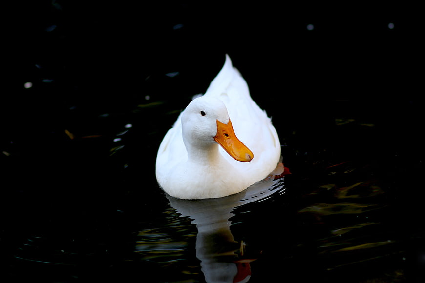 White duck swimming in dark water