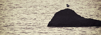 Seagull perched on dark rock in calm ocean water