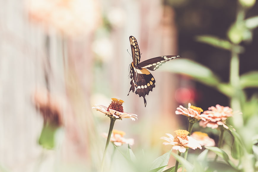 Black Swallowtail Butterfly Hovering Over Pink Zinnia Flowers