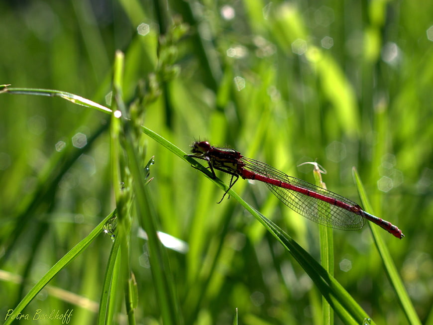 Red damselfly resting on green grass blade in sunlight