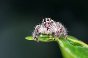 Macro Close-up of Jumping Spider on Green Leaf