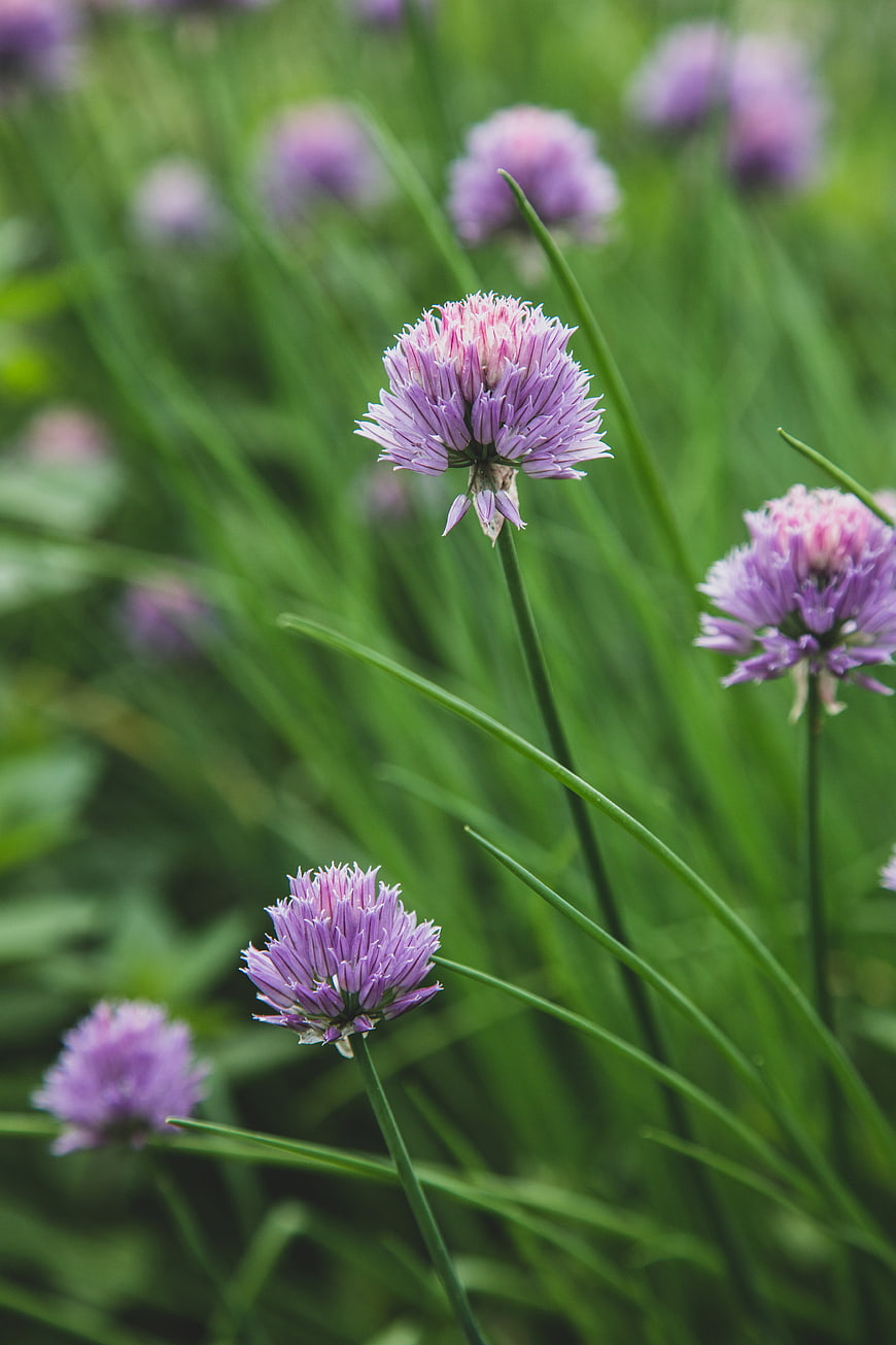 Close-up of purple chive blossoms in a green garden