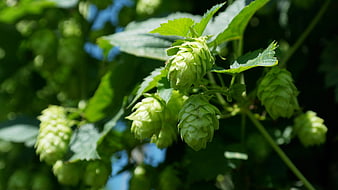 Fresh Green Hop Cones Growing On A Vine In A Garden