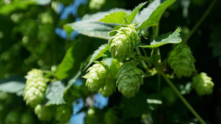 Fresh Green Hop Cones Growing On A Vine In A Garden