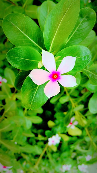 Close-up of Pink Periwinkle Flower with Green Leaves