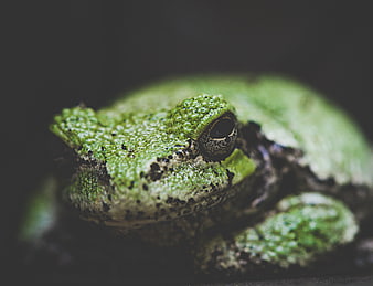 Close-up of a green tree frog with textured skin